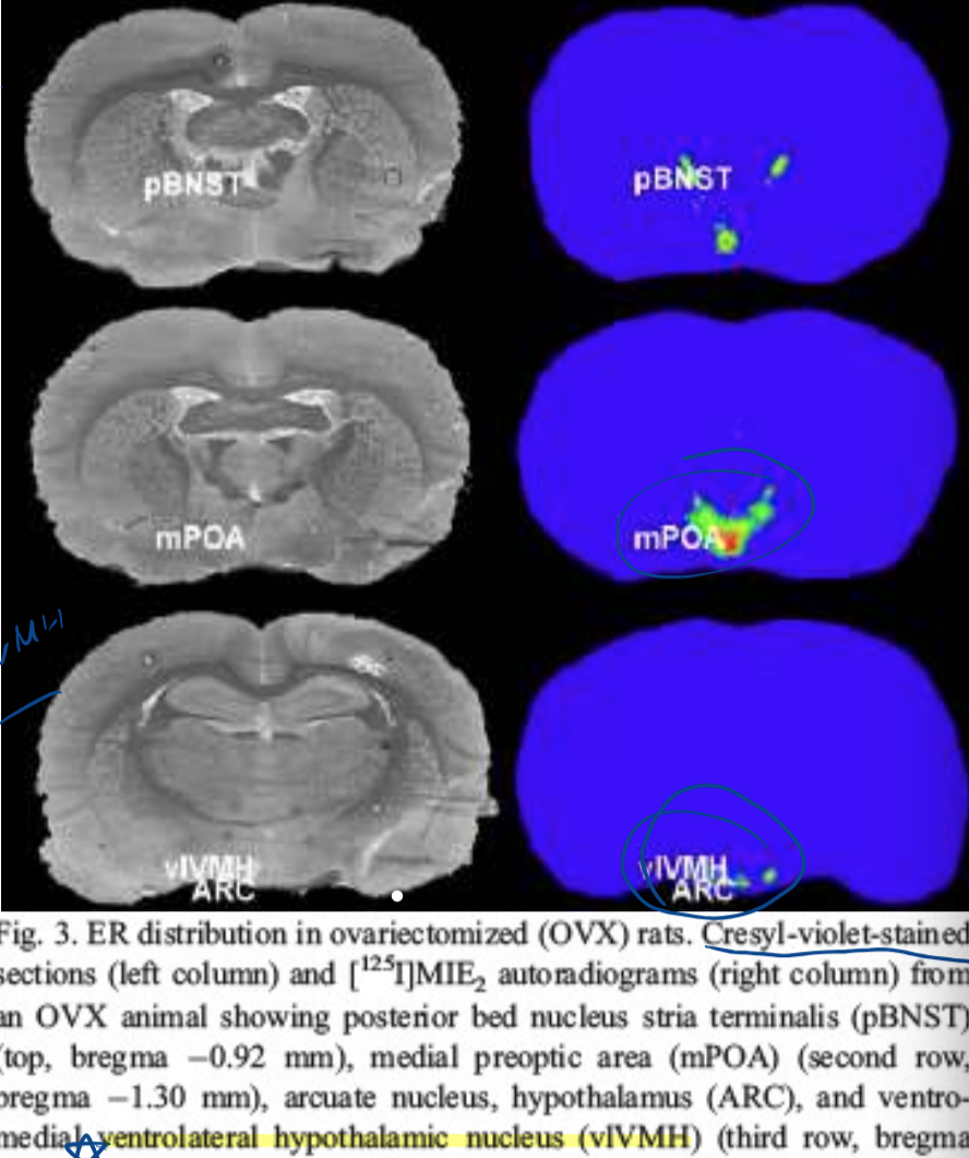 <p>-autoradiography with labeled E2 used</p><p>-ERs in vlVMH (ventrolateral ventromedial hypothalamic nucleus) critical especially for male sexual behavior</p><p>-X ray shows  anything that binds to estradiol</p>