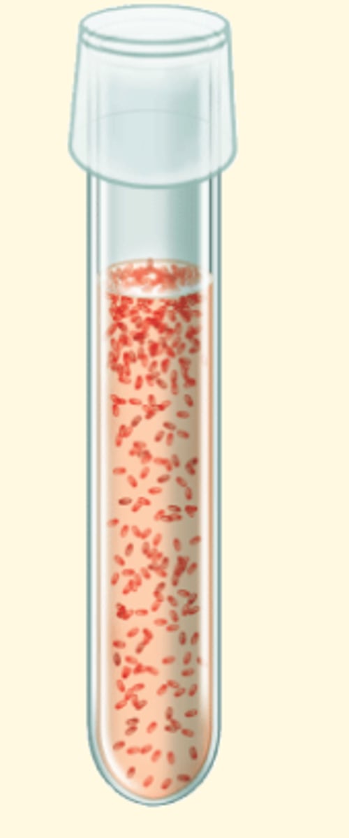 <p>1.can survive with or without O2</p><p>2.Ex. Staphylococcus spp.</p>