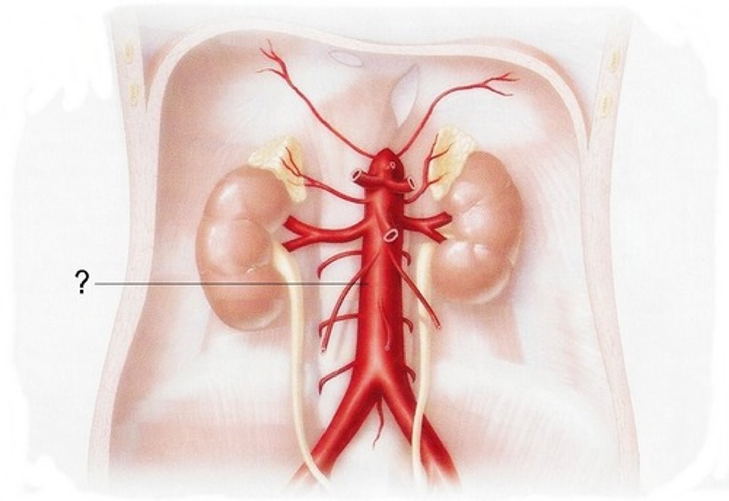 <p>aorta after crossing into diaphragm into abdominal cavity</p>