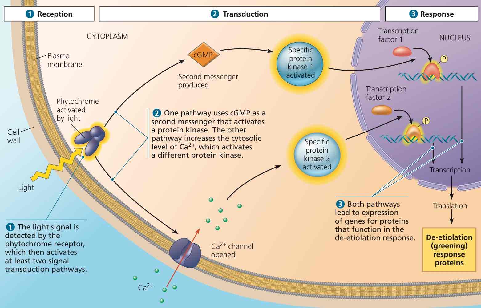 <ol><li><p>Receptor is a light receptor, called a phytochrome.</p></li><li><p>Signal transduction pathway includes (1) a molecule called cGMP, featuring a couple of kinases thereafter, (2) calcium, featuring a couple of kinases too, and (3) transcription factors in the nucleus.</p></li><li><p>The response is energy allocation to greening.</p></li></ol>