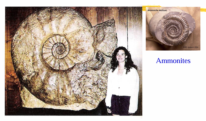 <p>Ammonites</p>