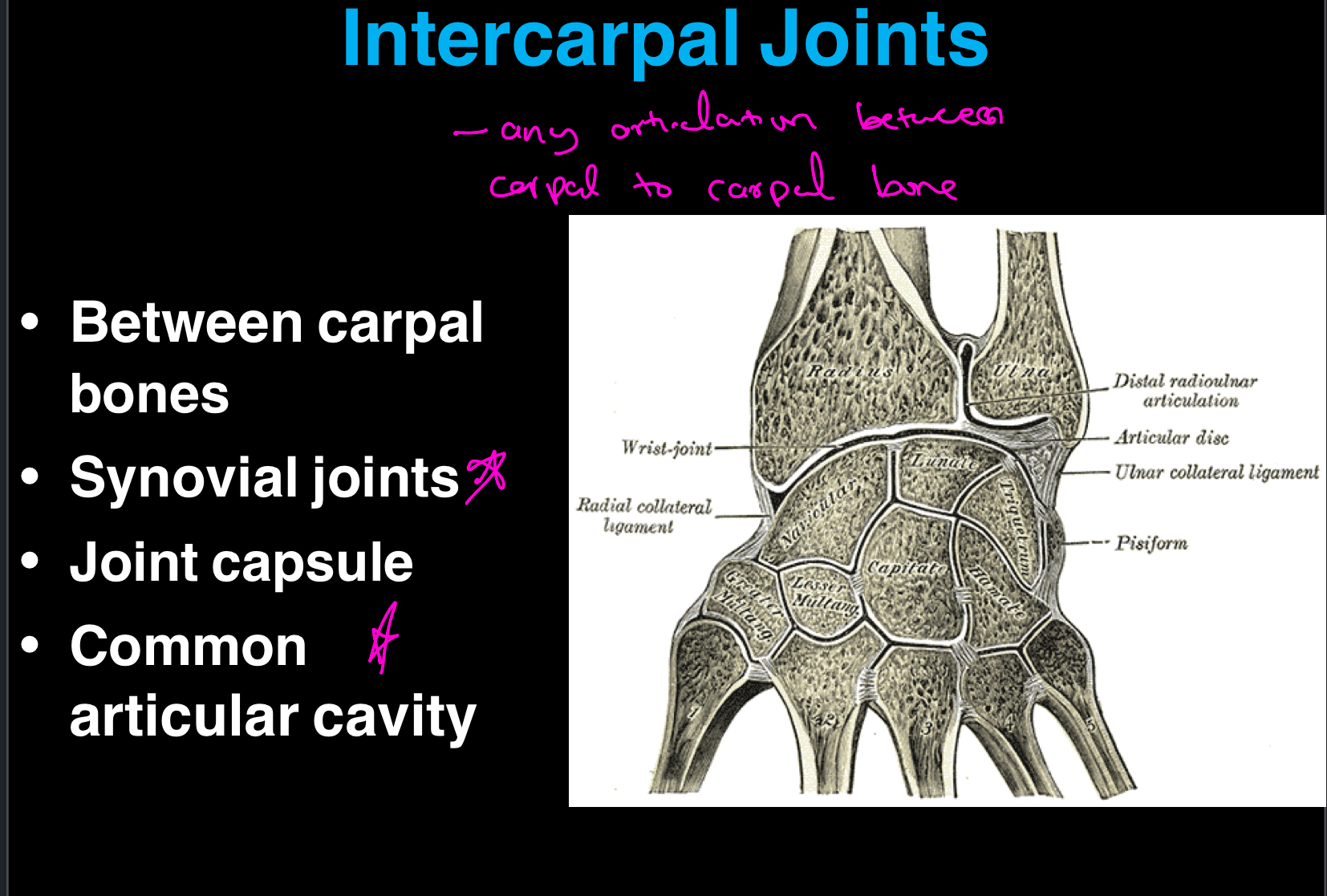 <p>These joints are between carpal bones, ANY articulation between carpal to carpal bone. They are synovial joints, which means they have a joint capsule and a common articular cavity. </p><p></p><p>It’s important to remember that they have very limited movement and mainly contribute to positioning the hand in abduction, adduction, flexion and extension. </p>