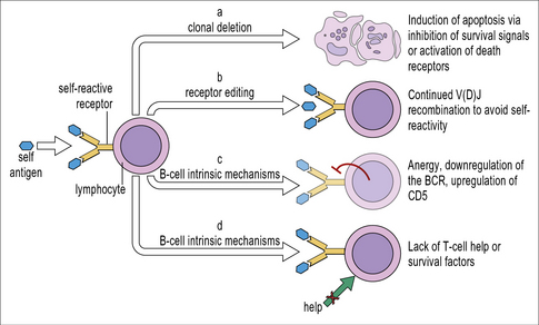 <p>Central tolerance in B cells -  4 fates </p>