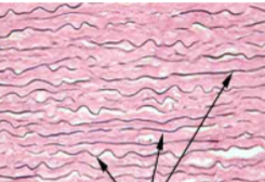 <ol><li><p>Tissue Type</p></li><li><p>Locations found</p></li><li><p>location specific functions</p></li><li><p>what are the black arrows pointing to?</p></li></ol><p></p>