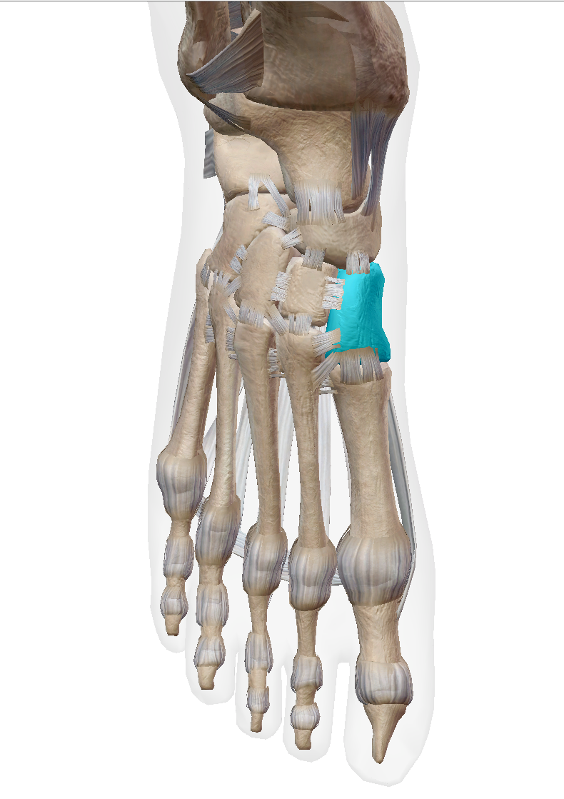 <p>Label the bone </p>