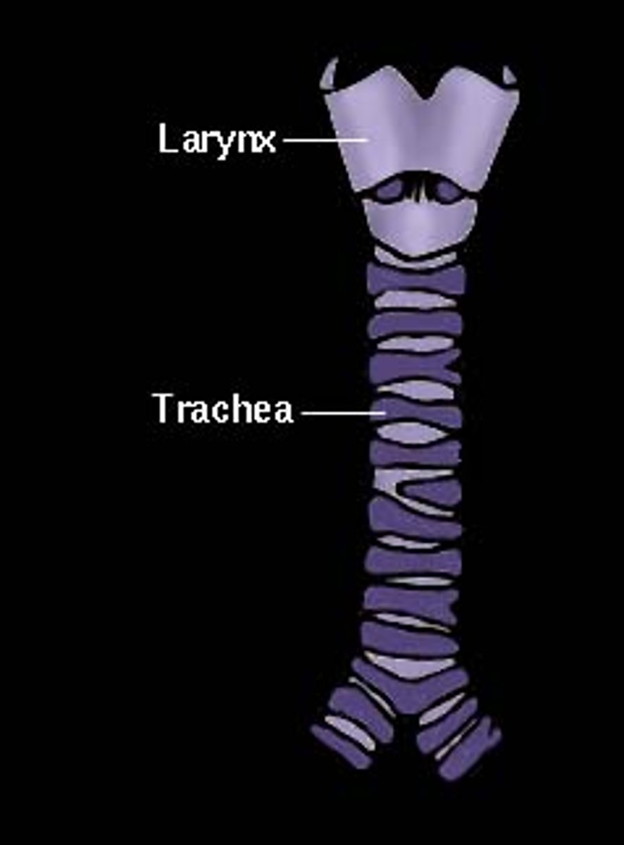 <p>To do with the trachea</p>