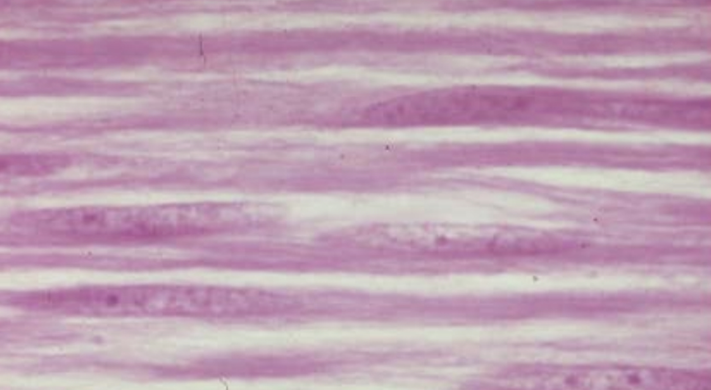 What cell type is this?