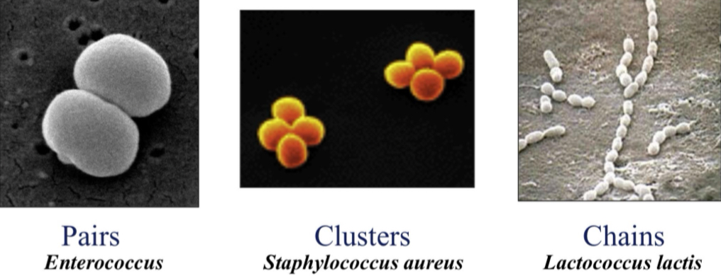 <ol><li><p>Pairs - enterococcus</p></li><li><p>Clusters - staphylococcus aureus</p></li><li><p>Chains - lactococuslactis </p></li></ol><p></p>