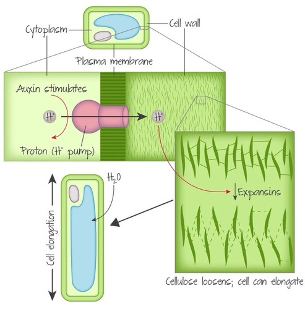 <p>Figure 2: Auxin stimulates cell elongation through proton pumps.</p>