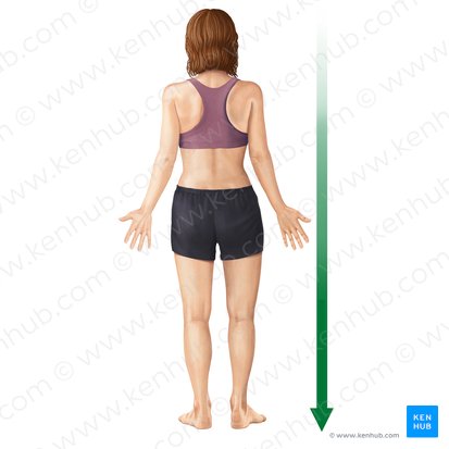 <p>-below or towards the feet/lower part of the body</p>