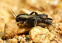 <p>Tridactylidae</p><p></p><p>•Pygmy mole crickets</p><p>•Generally small (less than 1cm)</p><p>•Prognathous mouthparts</p><p>•Forelegs well-modified for digging</p>