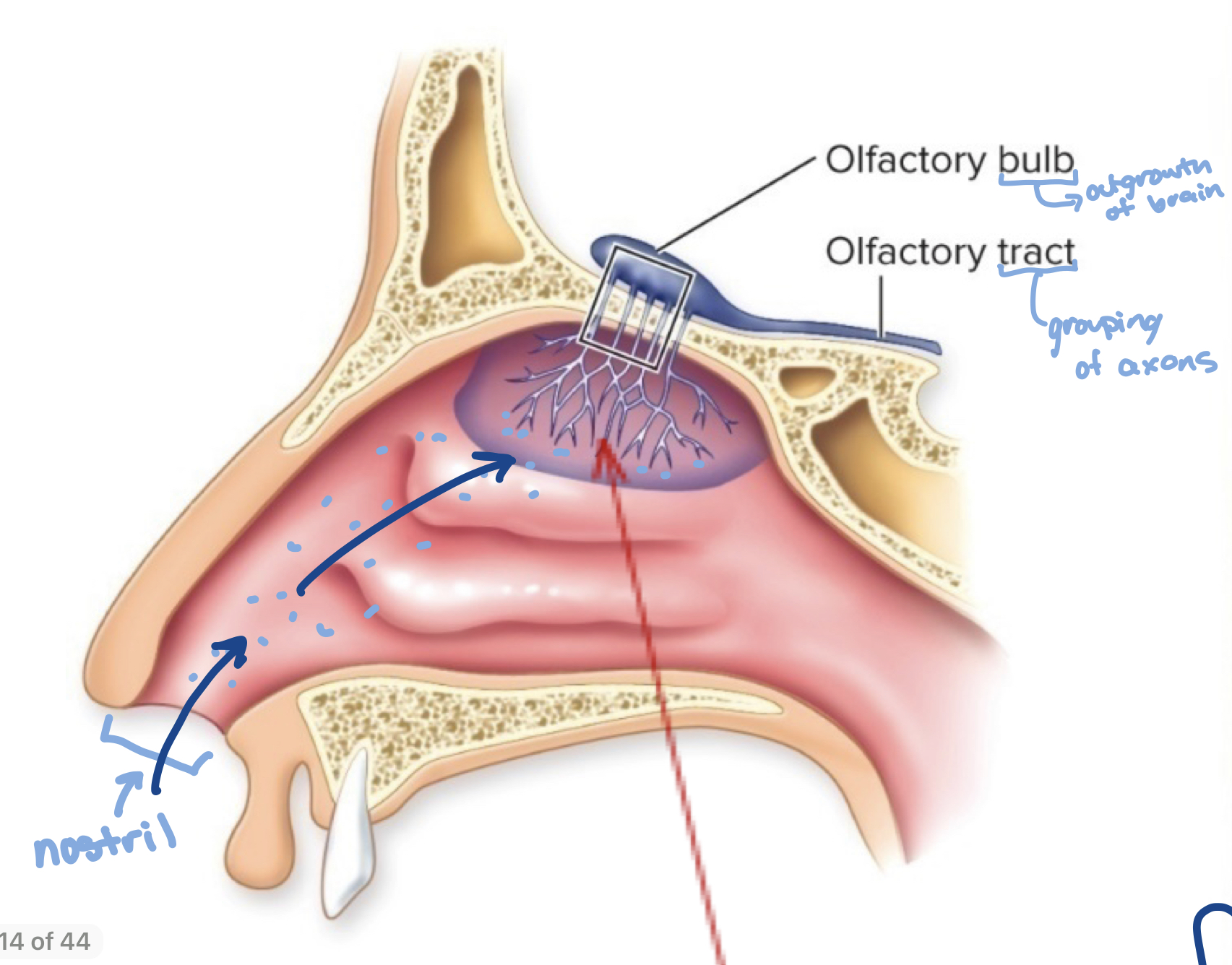 <p>in 2 olfactory bulbs</p>