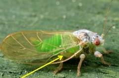 herbivores