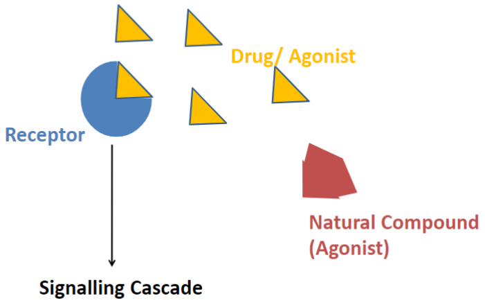 <p>Full agonist (lec 2)</p>