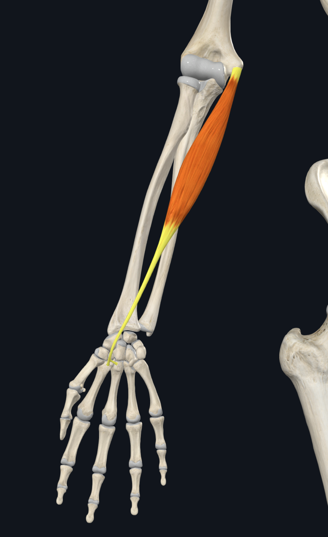 <p><span>medial epicondyle of humerus</span></p>