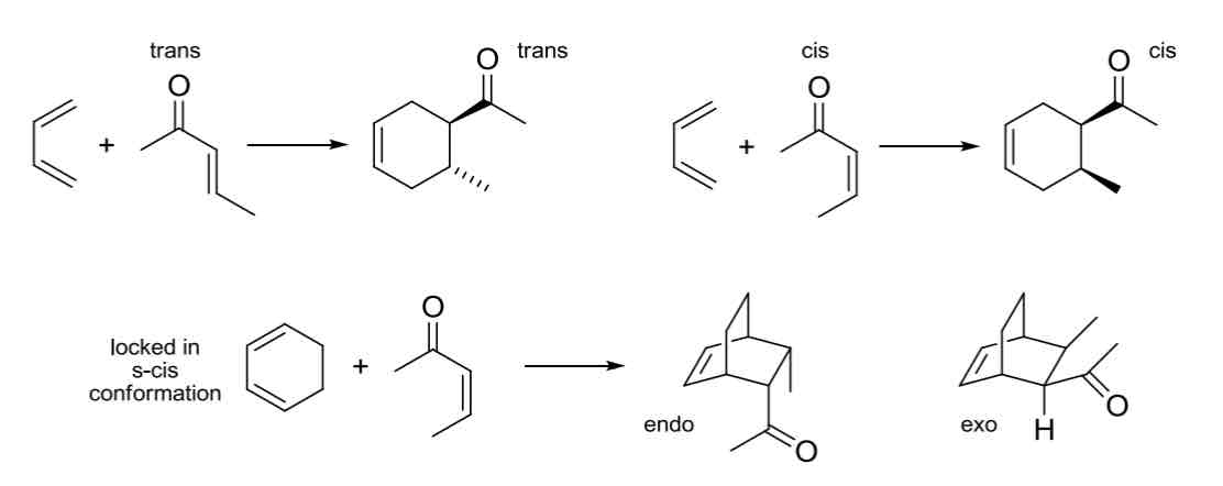 <p>Diels Alder Reaction</p><ul><li><p>Diene + Dienophile = Cyclohexene adduct</p></li><li><p>Concerted, one-step reaction mechanism</p></li></ul>