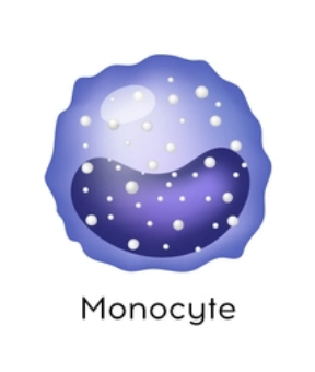 <p>agranulocytes: desc monocytes and their fxns</p>