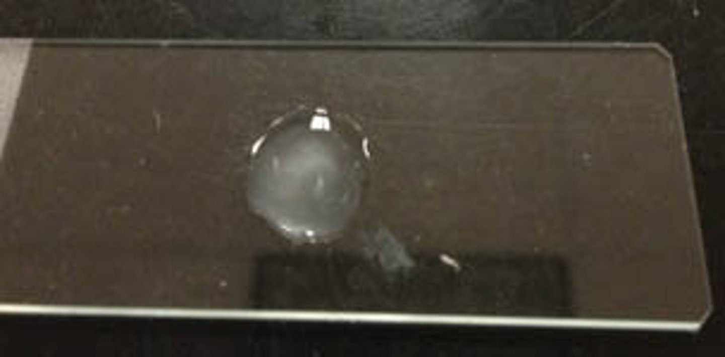 <p>No Bubbles</p>