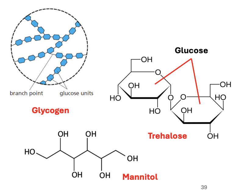 <p><strong><em><u>slgt</u></em></strong></p><ul><li><p>Sugar alcohols, e.g., mannitol</p></li><li><p>Lipids</p></li><li><p>Glycogen</p></li><li><p>Trehalose</p></li></ul><p></p>