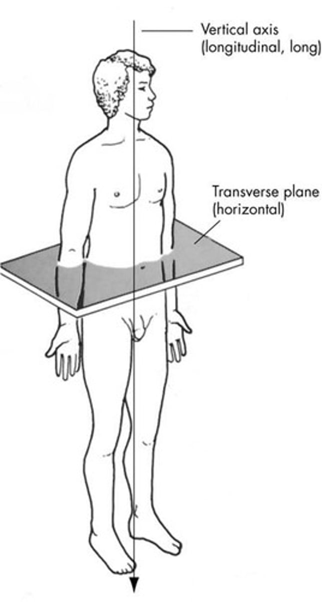 <p>perpendicular to transverse plane</p>