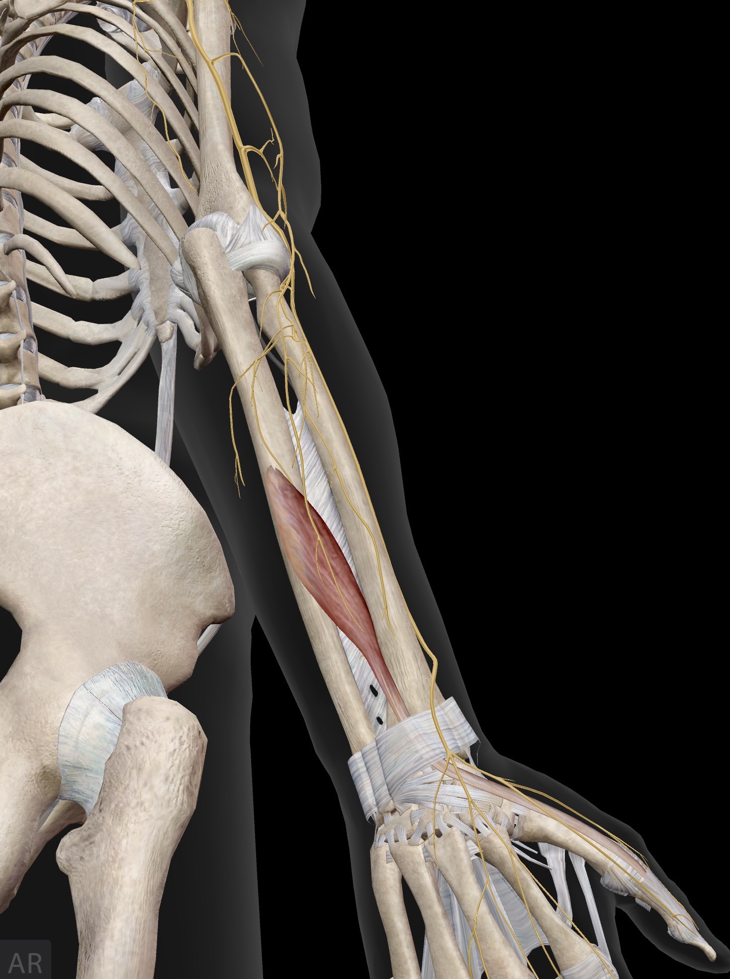 <p>Extensor pollicis Longus (EPL)</p><p>I: Base of distal phalanx of the thumb</p><p>A: Extension of the thumb at interphalangeal joint, the MCP joint and the CMC joint</p><p>IN: Radial nerve (C5-C8, T1)</p><p><em>extensor pollicis longus is 1 of 3 muscles known as “outcroppers” since they emerge from behind the superficial posterior compartment</em></p><p></p>