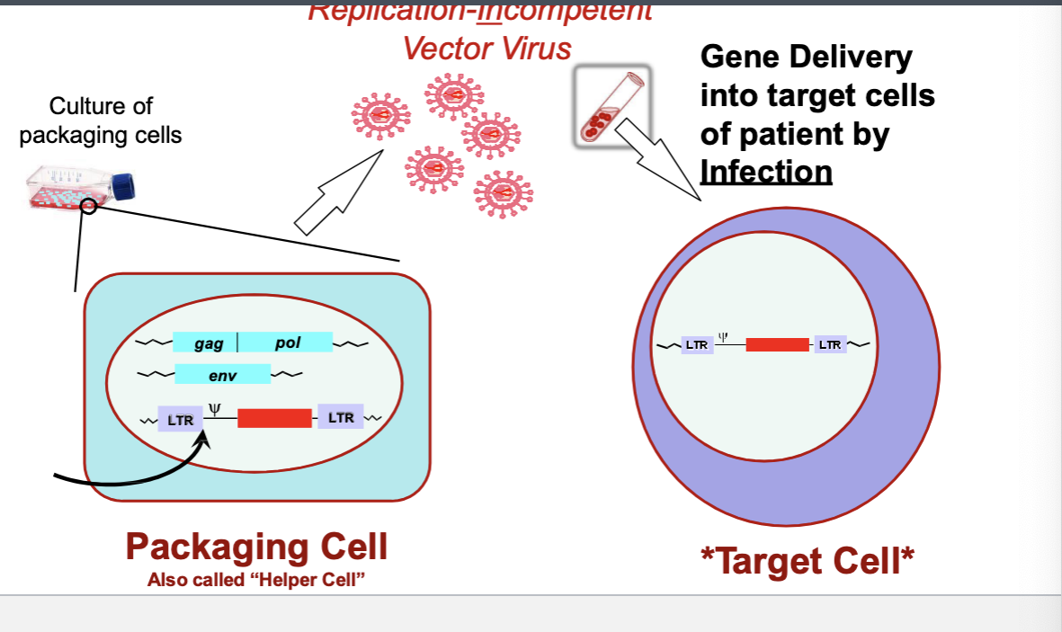 <p>packaging cell with trans/cis parts → replication-incompetent vector virus → gene delivery into target cells of patients by infection</p><p></p>
