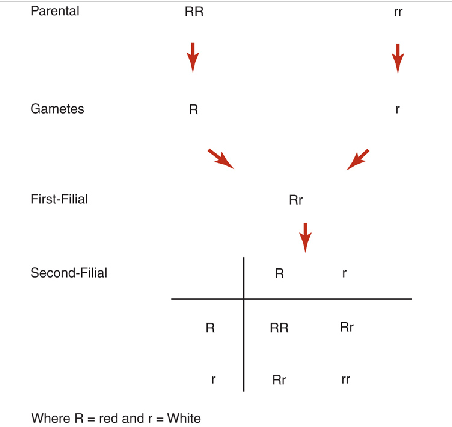 <p>aka law of separation ;<span> </span>shows that alleles of genes have no permanent effect on one another when present in the same plant but segregate unchanged by passing into different gametes</p><ul><li><p><span>unlike the flower color of many types of plants, most blood group genes are inherited in a codominant manner</span></p><ul><li><p><span>in <strong>codominance</strong>, both alleles are expressed, and their gene products are seen at the phenotypic level</span></p></li><li><p>ex: In the MNSs blood group system, a heterozygous MN individual would type as both M and N antigen positive</p></li></ul></li></ul><p></p>