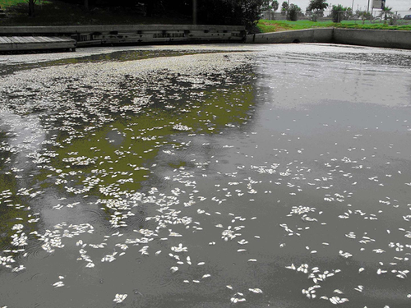 <p>The sediment carried by the river.</p>