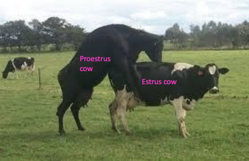 - standing while mounted by others
- restless walking/lower feed intake
- mucous secretion
