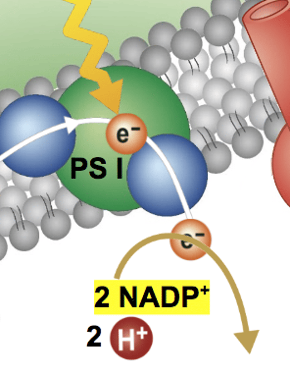 <p>A molecule found in the stroma that accepts electrons that leave the electron transport chain to produce NADPH</p>