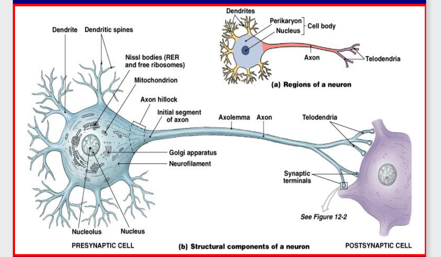 <p>A single, long cytoplasmic process that propagates electrical impulses (action potentials) to another neuron, gland, or muscle cell.</p>