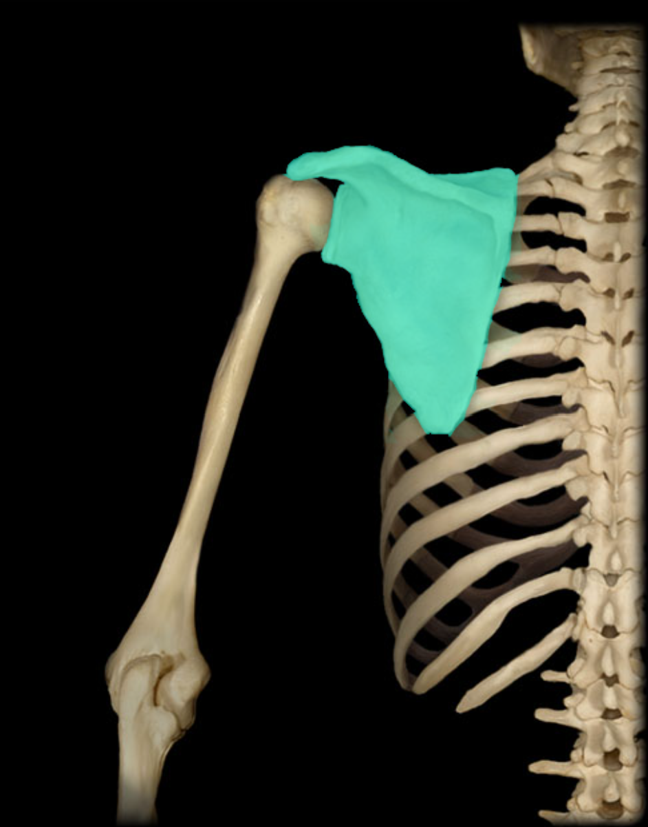 <p>Connects with the humerus and clavicle</p>