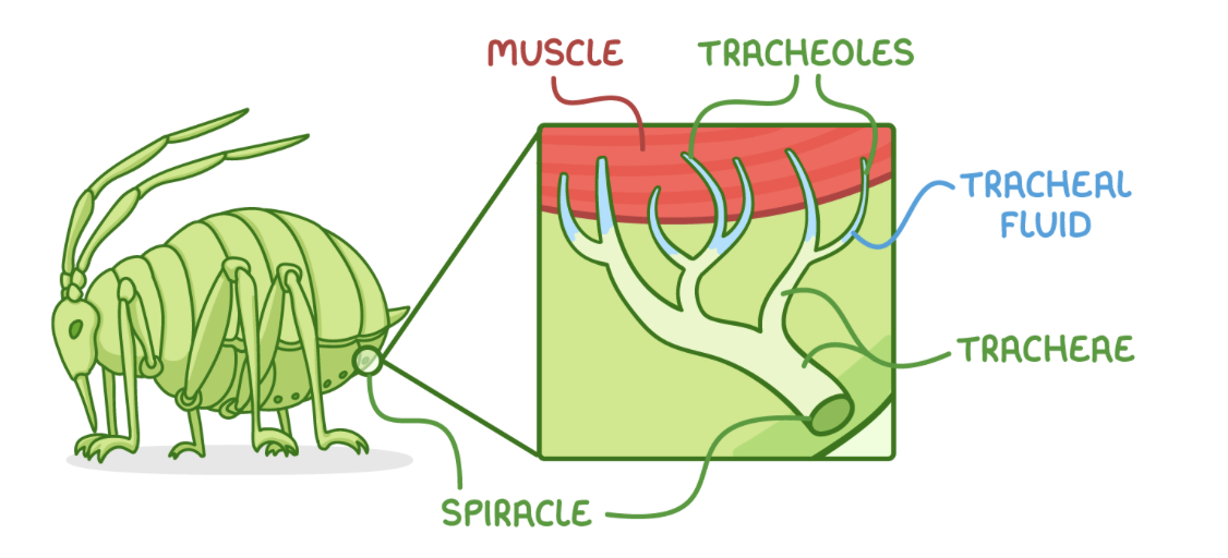 <p><span>Insects have an open respiratory system comprised of tubular structures that transport air</span></p><p><strong>The main structures involved are:</strong></p><ol><li><p><strong>Tracheae - These are air-filled tubes branching throughout the body.</strong></p></li><li><p><strong>Tracheoles - These are&nbsp;fine branches of tracheae that deliver gases to cells.</strong></p></li><li><p><strong>Spiracles - These are&nbsp;external openings of the tracheal system on the exoskeleton along the abdomen and thorax.</strong></p><p></p></li></ol><p></p>