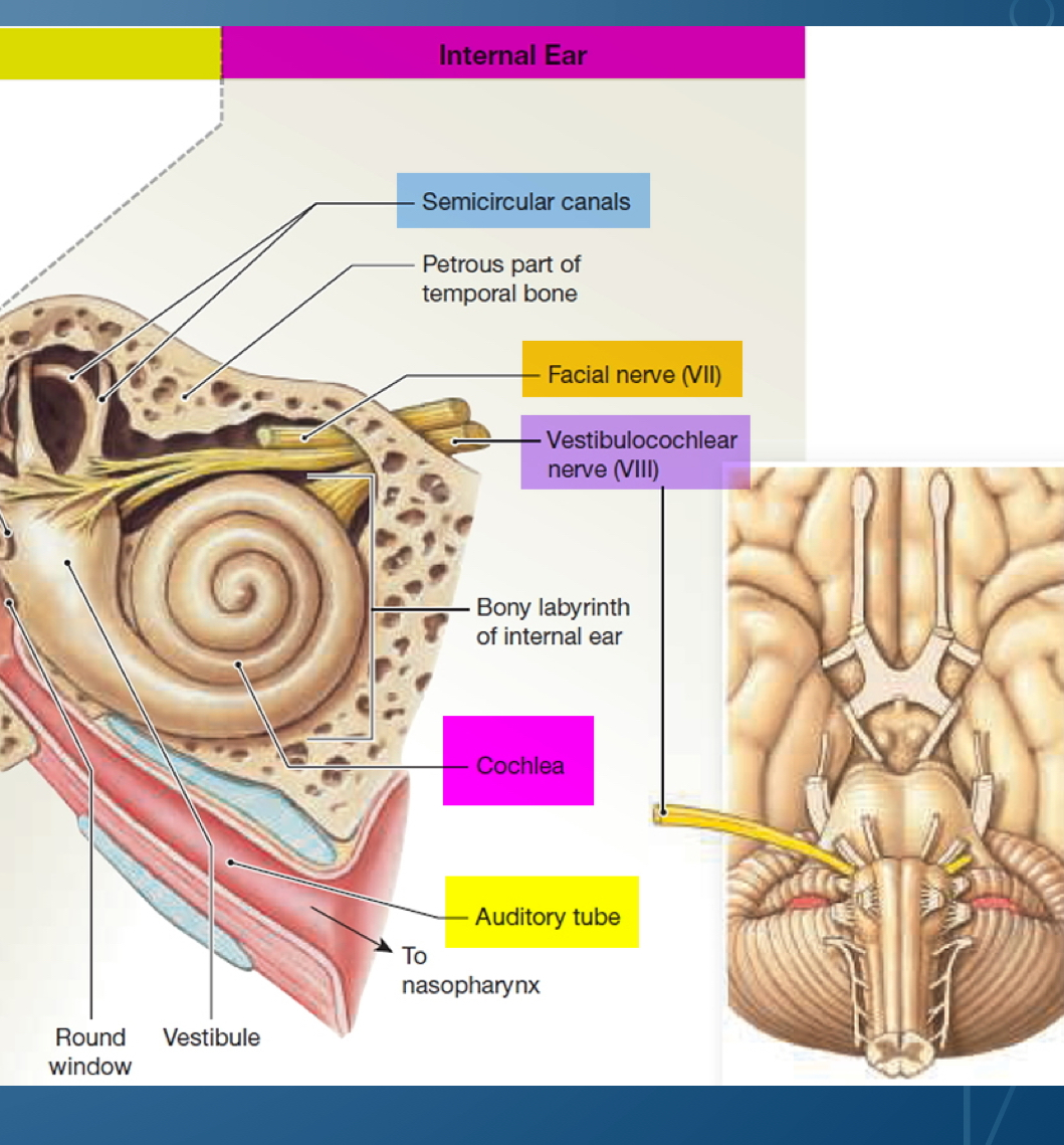 <ol><li><p>Semicircular canals</p></li><li><p>Patro is part of temporal bone</p></li><li><p>Facial nerve VII (7) (facial nerve)</p></li><li><p>Vestibulochoclear nerves VIII (8) (<strong>special sensation of hearing, and its vestibular portions are involved in balance, spatial sensation, and posture</strong><span style="font-family: Google Sans, Roboto, arial, sans-serif; color: rgb(32, 33, 36)">)</span></p></li><li><p>Bony labyrinth of external ear</p></li><li><p>Cochlea</p></li><li><p>Auditory tube</p></li><li><p>Vestibule</p></li><li><p>Round window</p><p></p></li></ol>