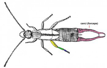 <ul><li><p>2 tarsal claws</p></li><li><p>branched gills</p></li><li><p>chewing mouthparts</p></li><li><p>2 cerci </p></li></ul><p></p>