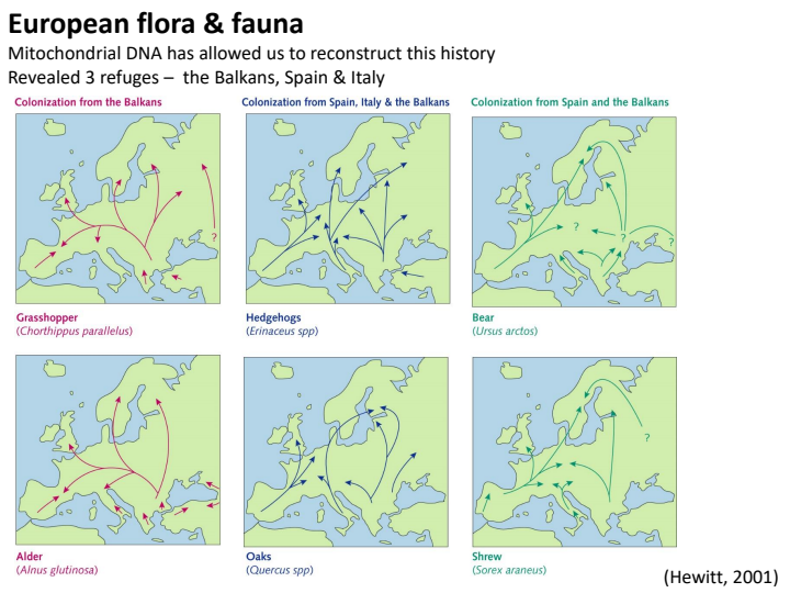 <p>Mitochondrial DNA has allowed us to reconstruct this history</p><p>Revealed 3 refuges– the Balkans, Spain &amp; Italy</p>