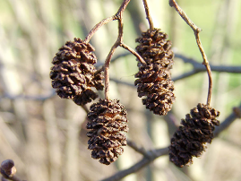 <p><span><strong>Šištice (1cm) na stopkách (1-2 cm)</strong></span></p>