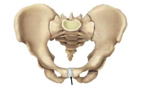 Identify the fibrocartilage structure indicated in the figure.