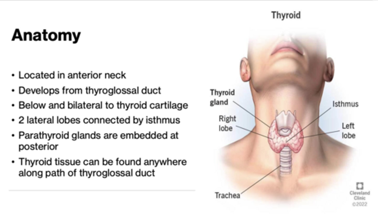 <p>Thyroid gland</p>
