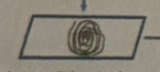 <p>gram stain step 4</p>