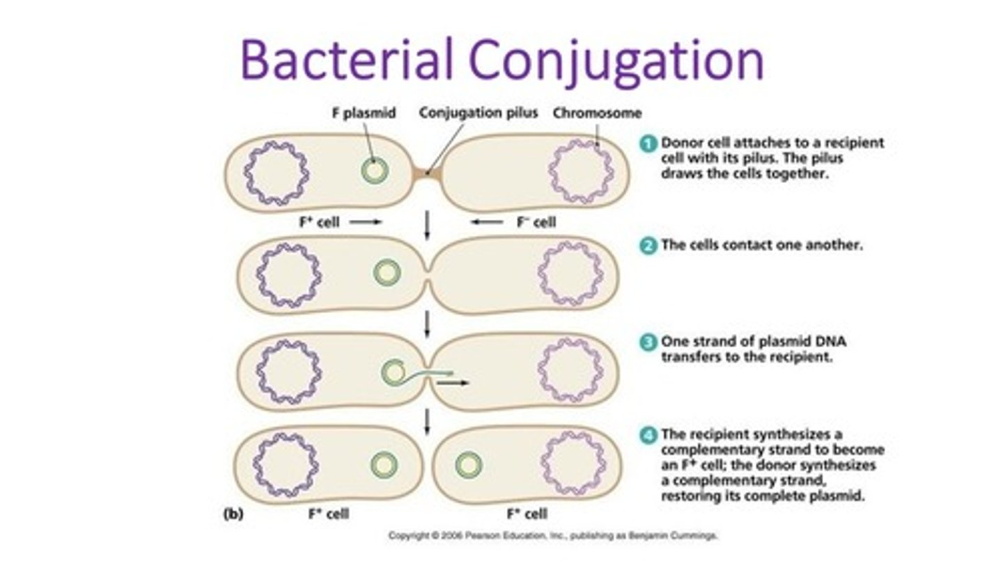 <p>(D) I, II and III</p><p>Each of the following statements about Conjugation are true</p><p>I. Conjugation is a one-direction flow of information, from a donor Male to a recipient Female.</p><p>II. Cells with the F+ Fertility Factor are the only ones able to transfer DNA to other cells.</p><p>III. Cells that have the F+ can quickly spread Virulence Factors throughout a colony, and are known as HFR cells (High Frequency of Recombination Cells).</p>