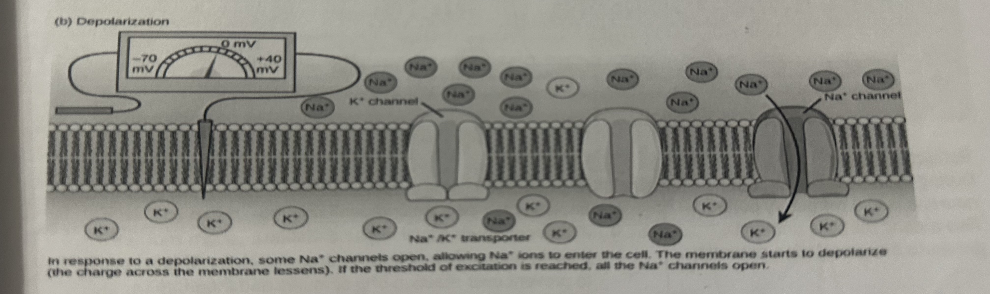 <p>-The potential electrical difference produced across the axon membrane when a neurone is stimulated</p><p>-Involves the rapid movement of sodium ions and potassium ions across the membrane of the axon</p><p>-It is when a stimulus is received by a receptor, its energy causes a temporary reversal of the charge on the axon membrane. Goes from -70mV to +40mV, where the membrane is depolarised</p>