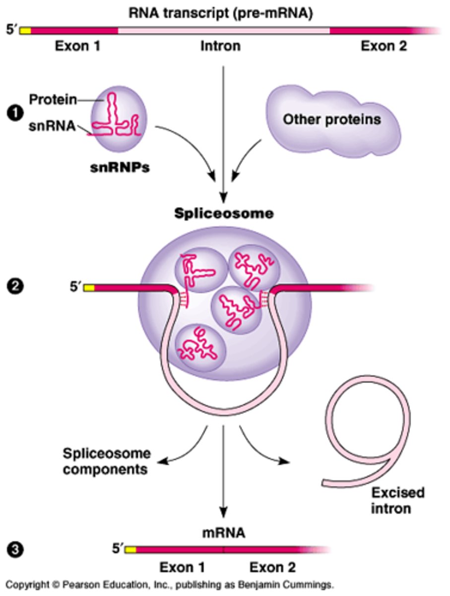 <p>A large complex made up of proteins and RNA molecules that splices RNA by interacting with the ends of an RNA intron, releasing the intron and joining the two adjacent exons.</p>