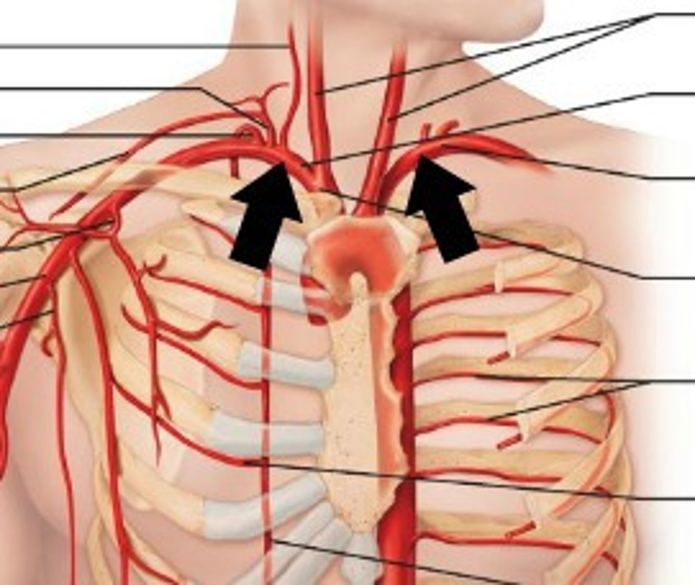 <p>carry oxygenated blood from the aorta to the arms</p>