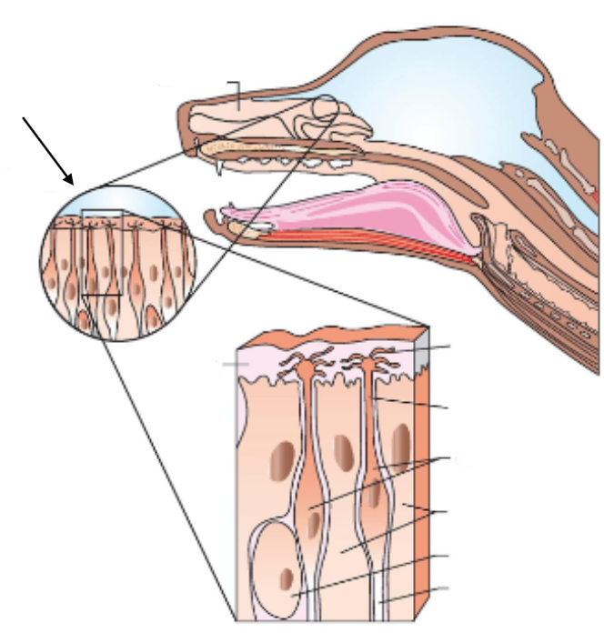 term image