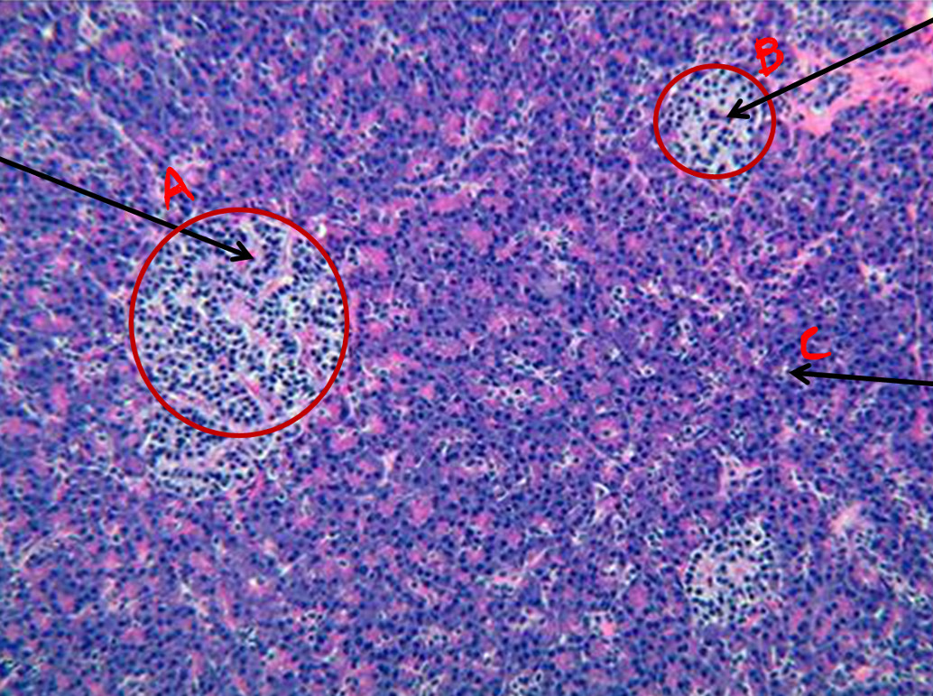 <p>Identify organ</p>