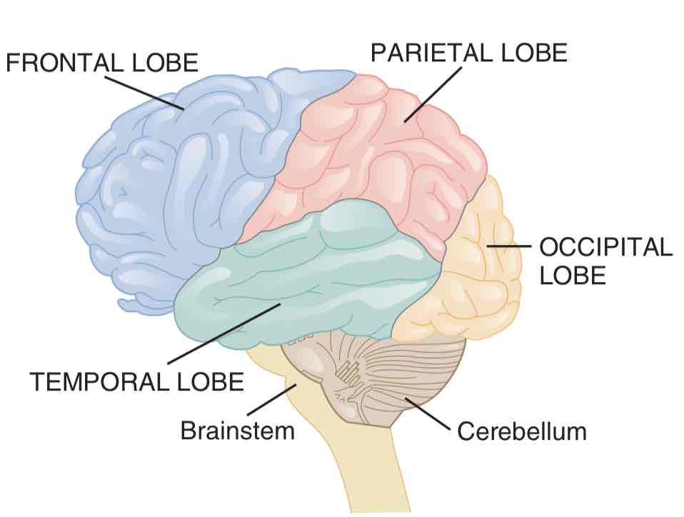<p>Frontal, parietal, temporal, and occipital</p>
