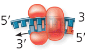 <p>synthesizes a new DNA strand by adding a nucleotide to an RNA primer or a per-existing DNA strand.</p>
