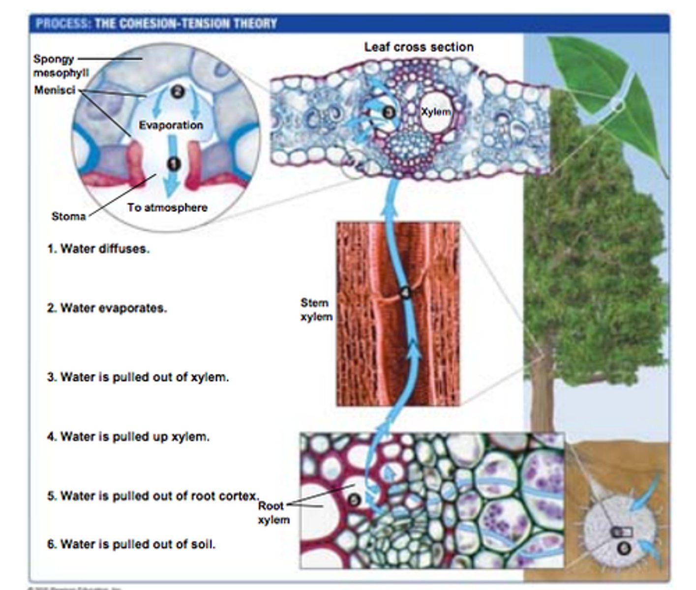 <p>Water enters root hair by osmosis,</p><p>passes through root cortex cells by osmosis then pass into xylem up the stem,</p><p>and to the leaves</p>