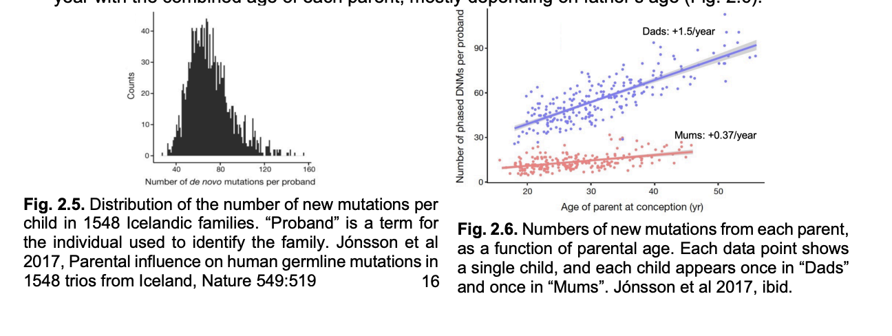 <ul><li><p>x4 higher in male than female germline</p></li><li><p>increases by about 2 mutations per year with the<strong> combined age</strong>&nbsp;of each parent</p><ul><li><p>→<strong> mostly depending on father’s age</strong></p></li></ul></li></ul><p></p>